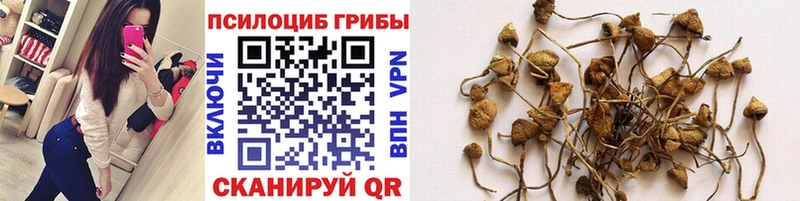 Псилоцибиновые грибы Cubensis  магазин    Новоалтайск 